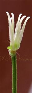 Pistil